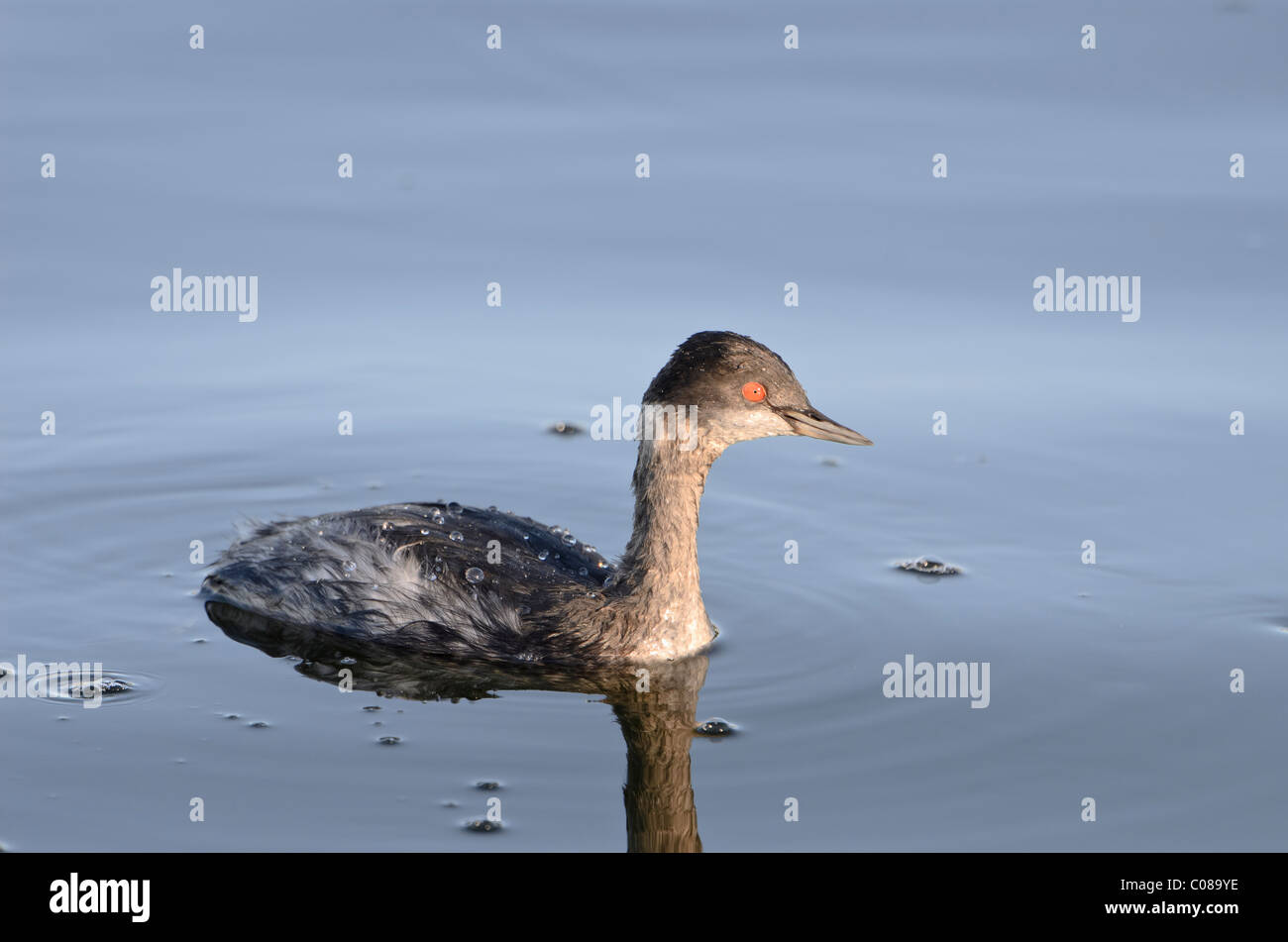 Eared Grebe nuoto sul lago Foto Stock