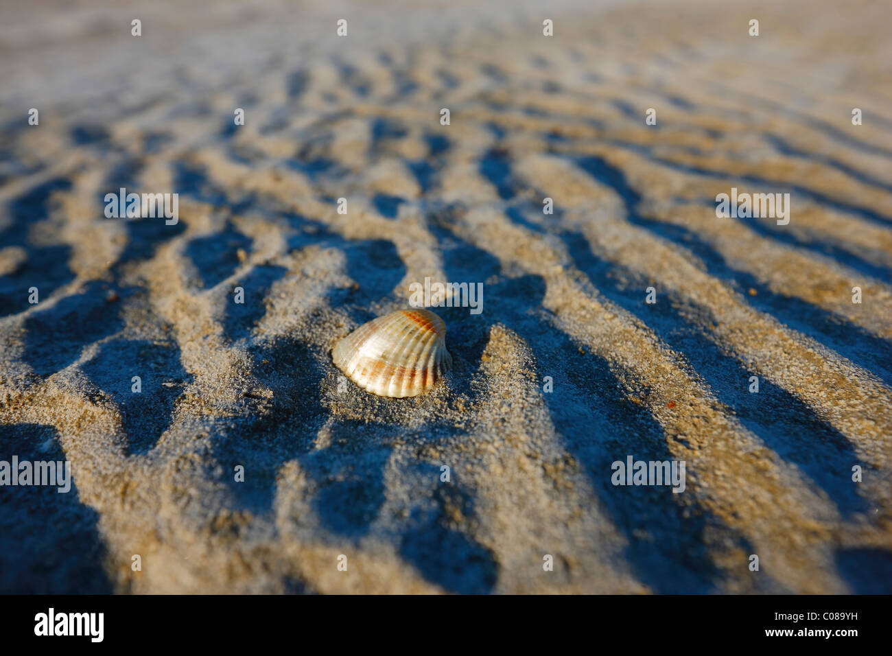 Shell sulla spiaggia Foto Stock