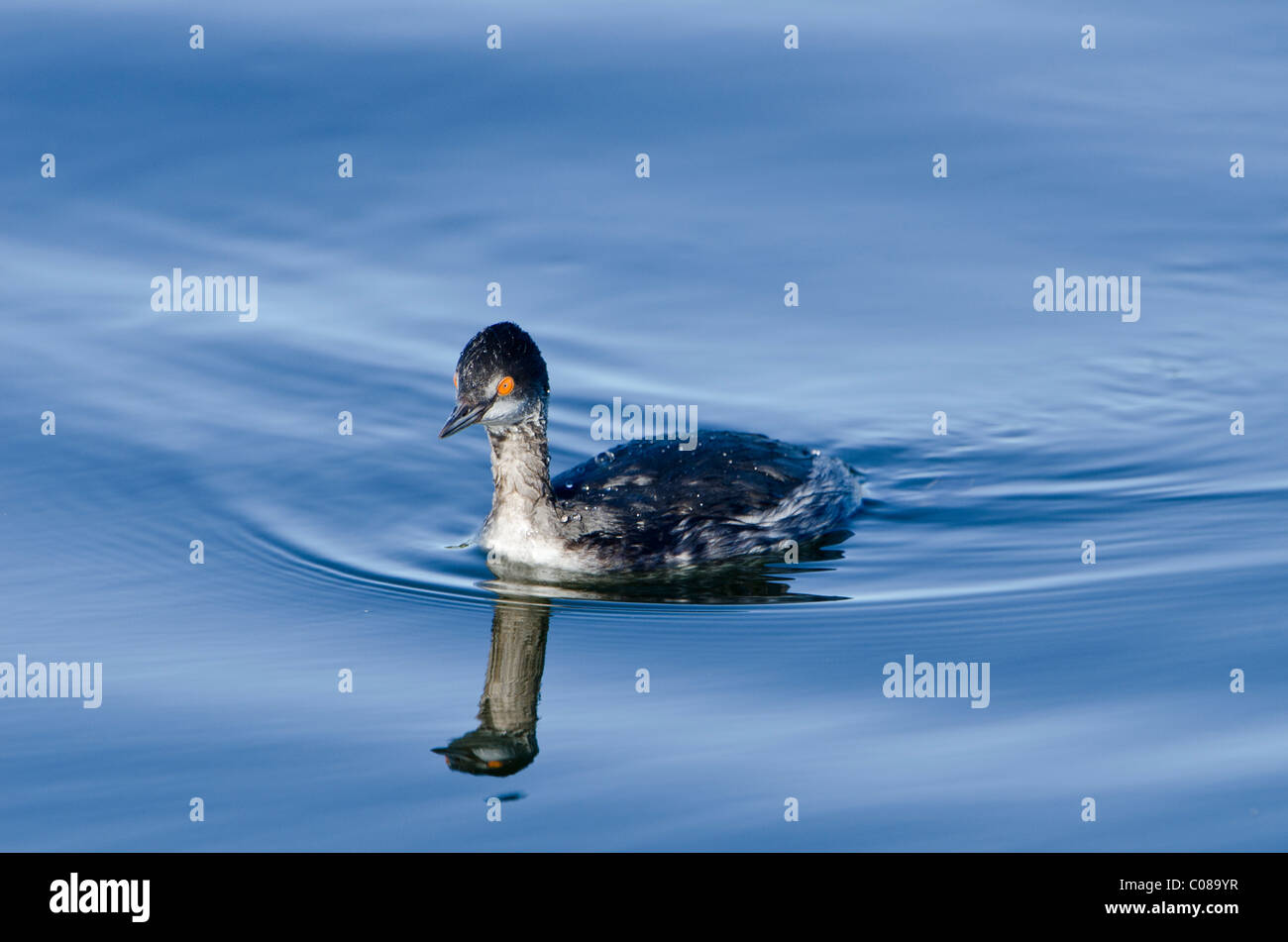 Eared Grebe nuoto sul lago Foto Stock