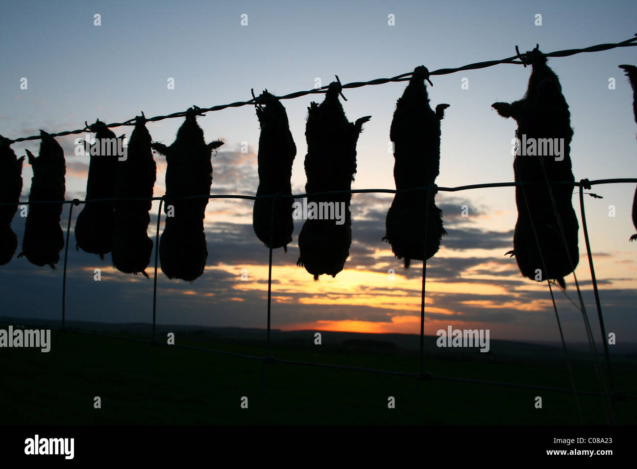 La mole catturatori orgoglio - morti moli pendente dal filo spinato Foto Stock