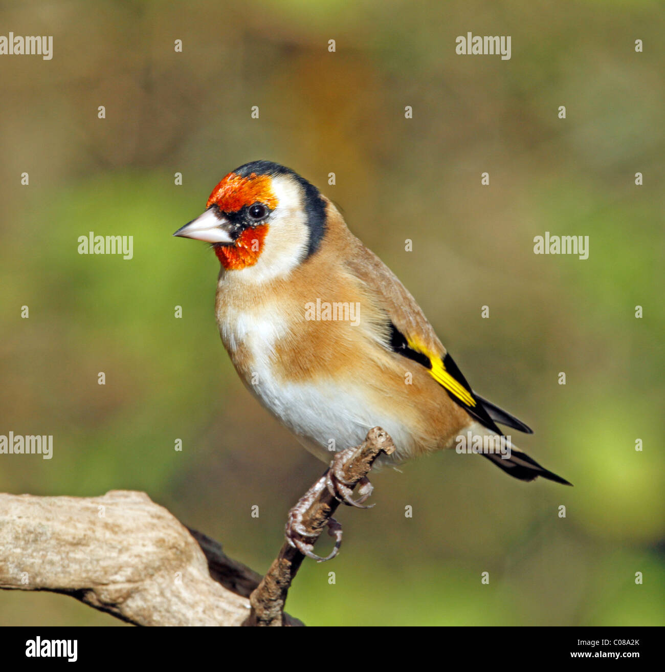Cardellino appollaia Foto Stock