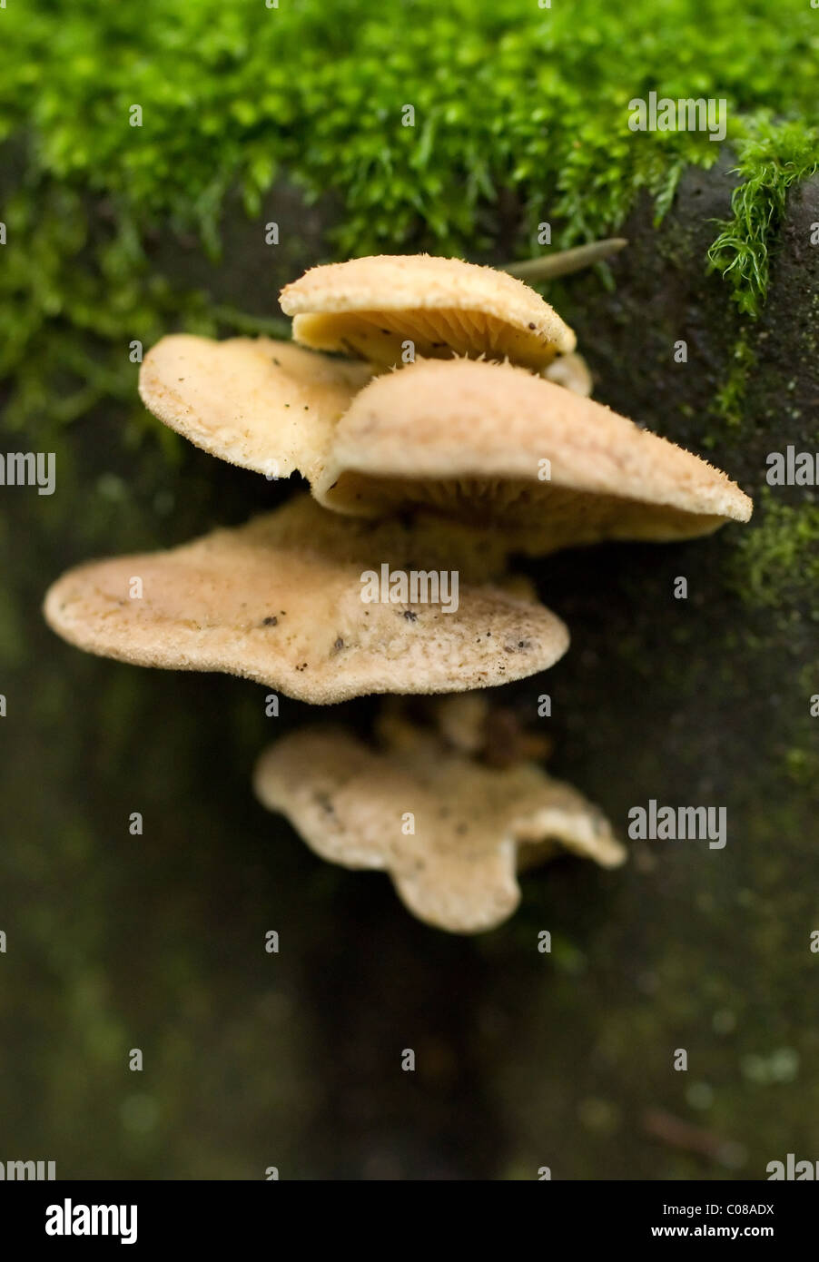 Mensola di funghi Foto Stock