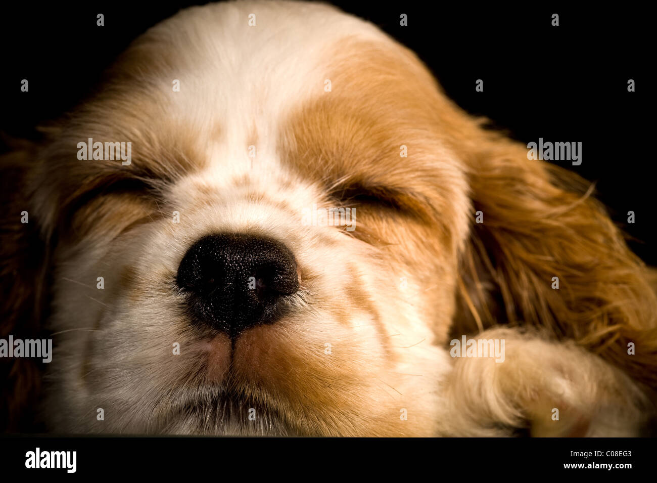 Una foto di un cucciolo a pelo. Foto Stock