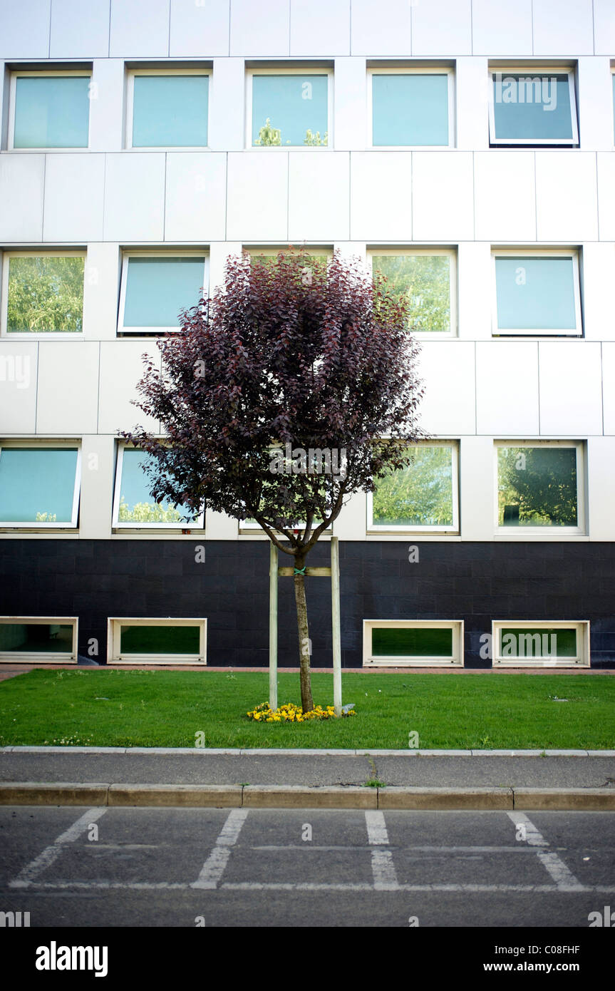 Un albero con fiori viola in posizione centrale in un piccolo giardino-letto di erba, dietro un edificio con grandi finestre di vetro, street. Foto Stock