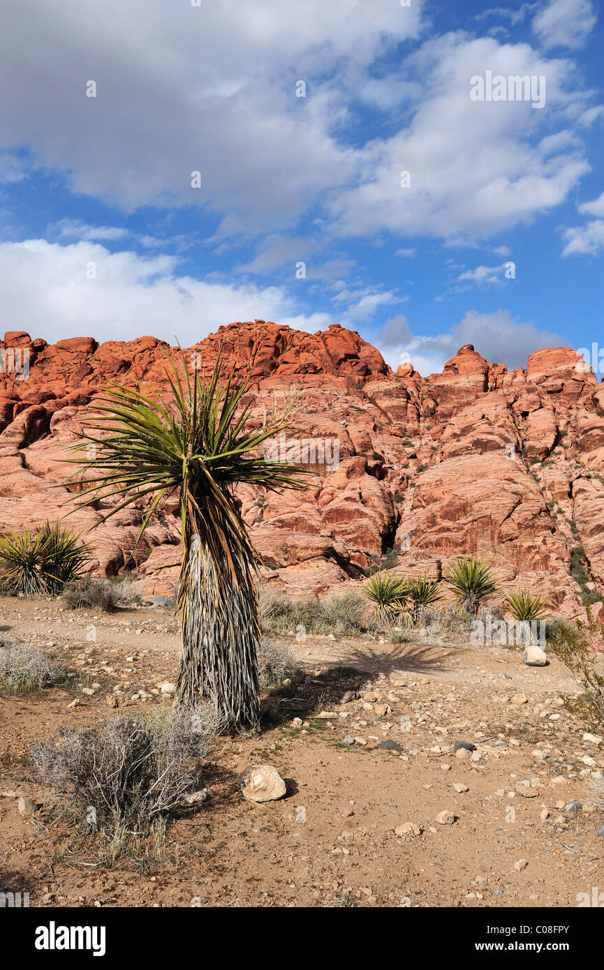 Il calicò colline, il Red Rock Canyon, las vegas, nanovolt 110130 39279 Foto Stock