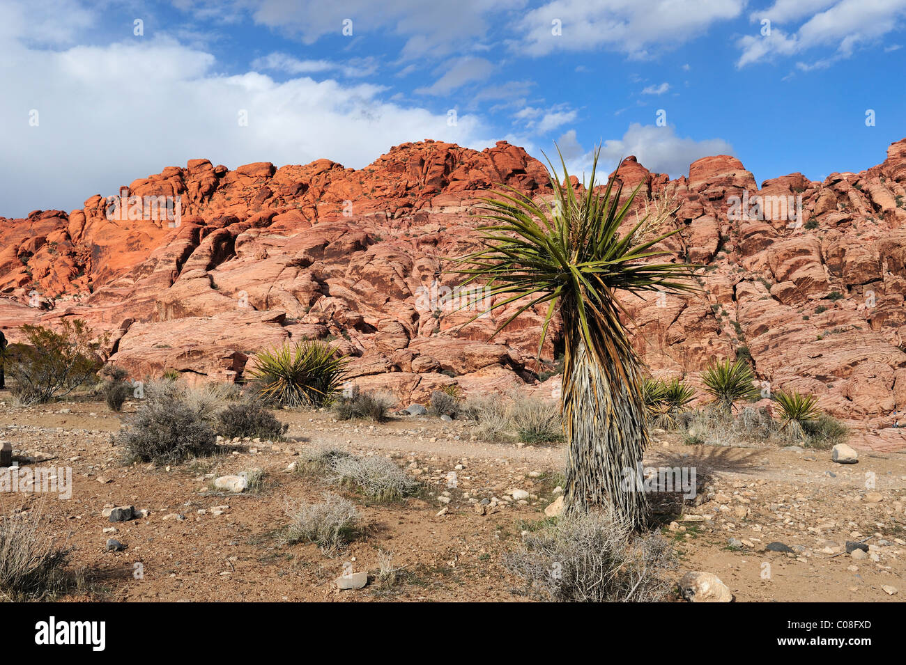 Il calicò colline, il Red Rock Canyon, las vegas, nanovolt 110130 39282 Foto Stock