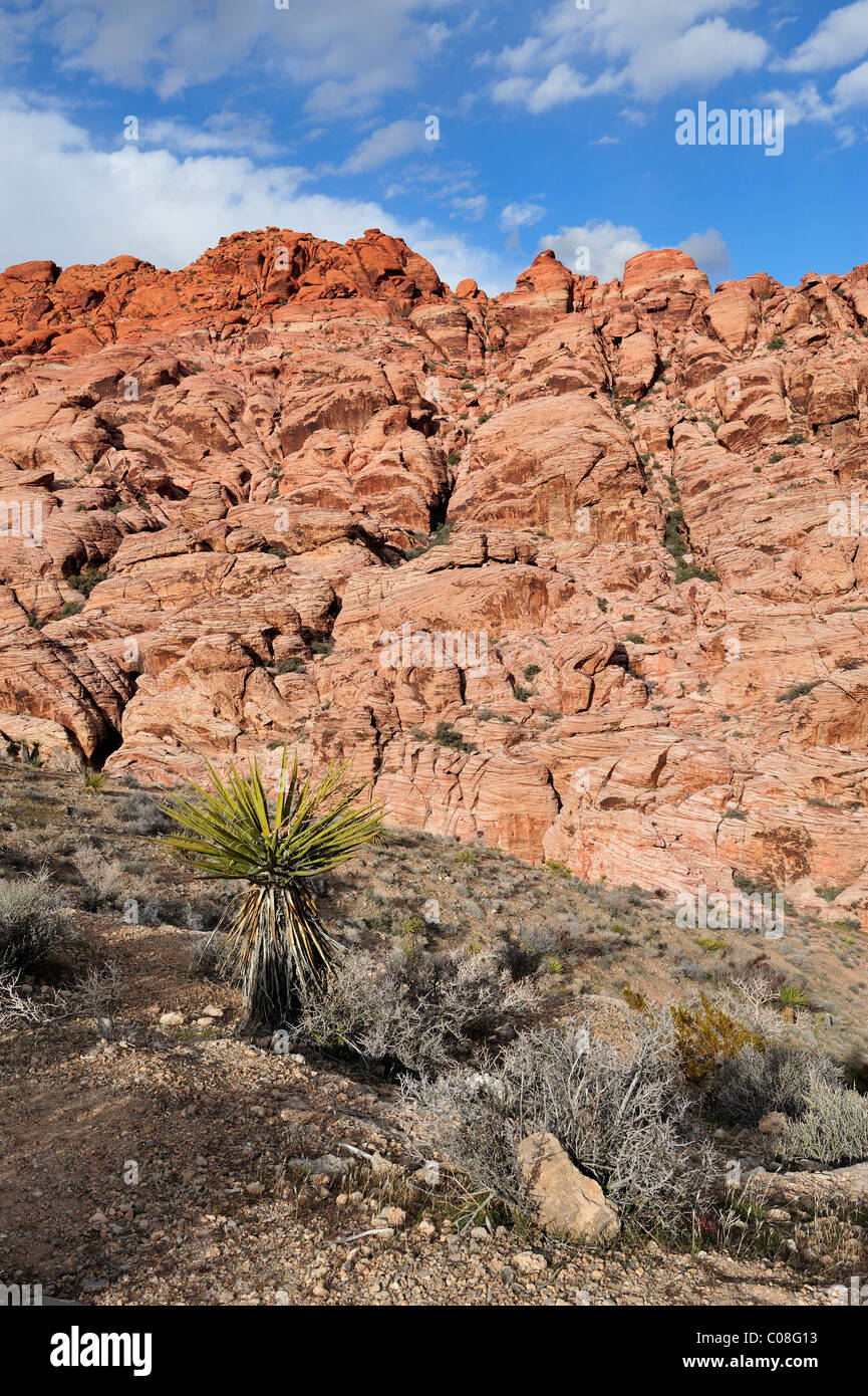 Il calicò colline, il Red Rock Canyon, las vegas, nanovolt 110130 39283 Foto Stock