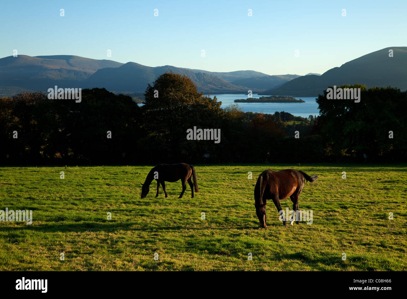 Cavalli sulla collina di Aghadoe, Affacciato su Lough Leane, Parco Nazionale di Killarney, nella contea di Kerry, Irlanda Foto Stock