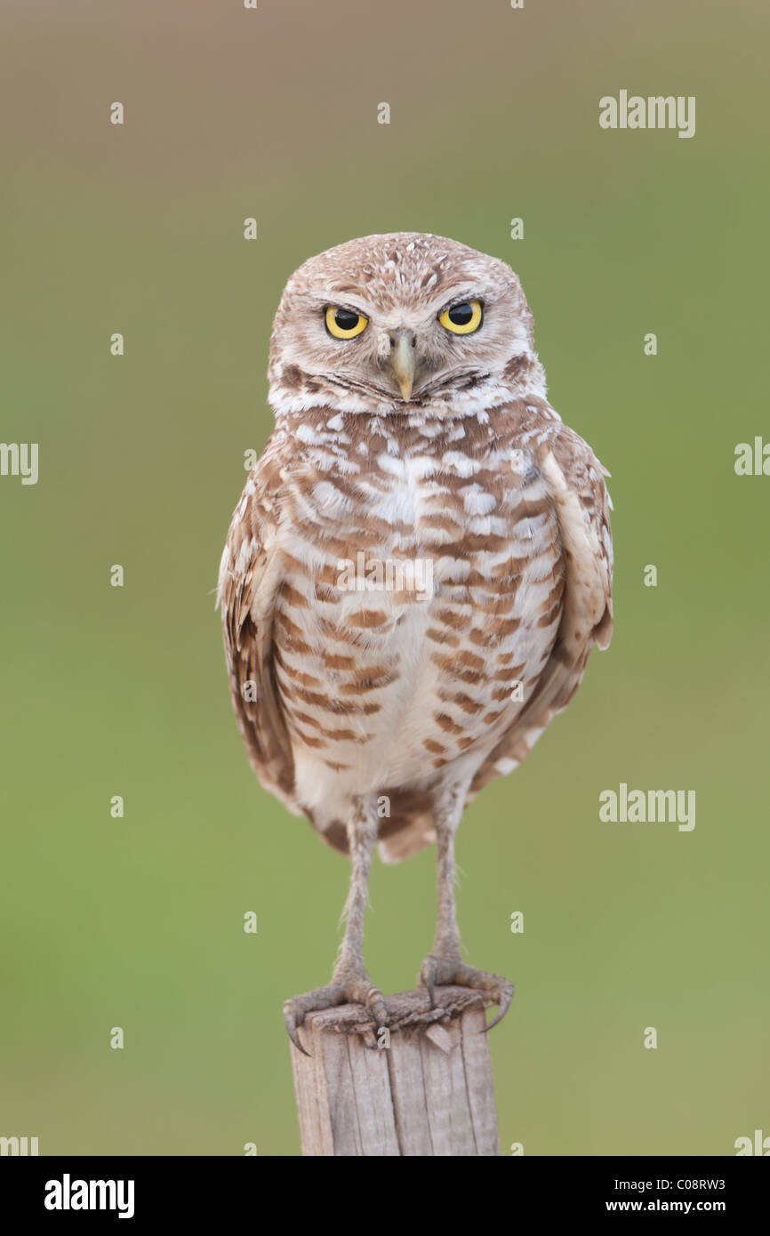 Scavando la civetta (Athene cunicularia) in piedi su una t-perca Foto Stock