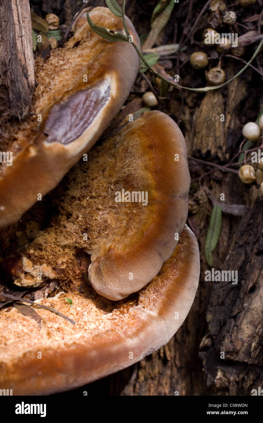 Mensola di funghi Foto Stock