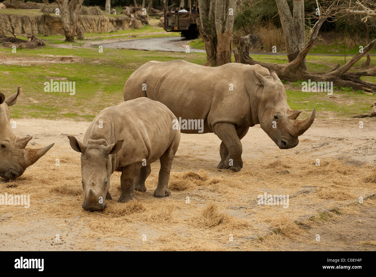 Disney World rinoceronte bianco si nutrono di fieno nel regno animale mentre ride veicolo può essere visto nella parte posteriore. Foto Stock