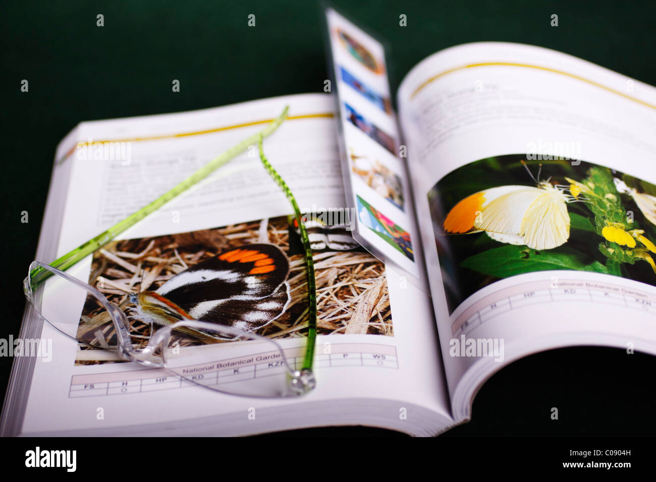 Un libro aperto sulle farfalle con pagina marcatore e gli occhiali da lettura. Ordine: Lepidotteri. Foto Stock