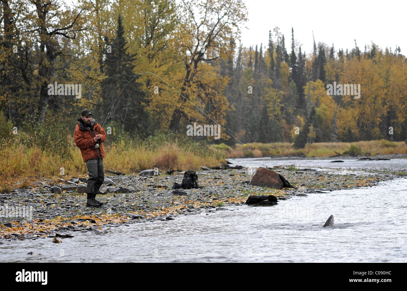 Pescatore a mosca in una selvaggia Steelhead su Deep Creek, Penisola di Kenai, centromeridionale Alaska, Autunno Foto Stock