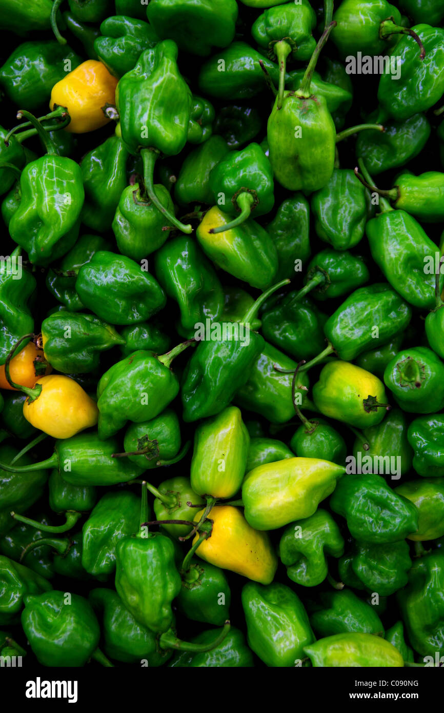 Habanero Capsicum peperoncino pepe più in voga nel mondo dal Messico Foto Stock
