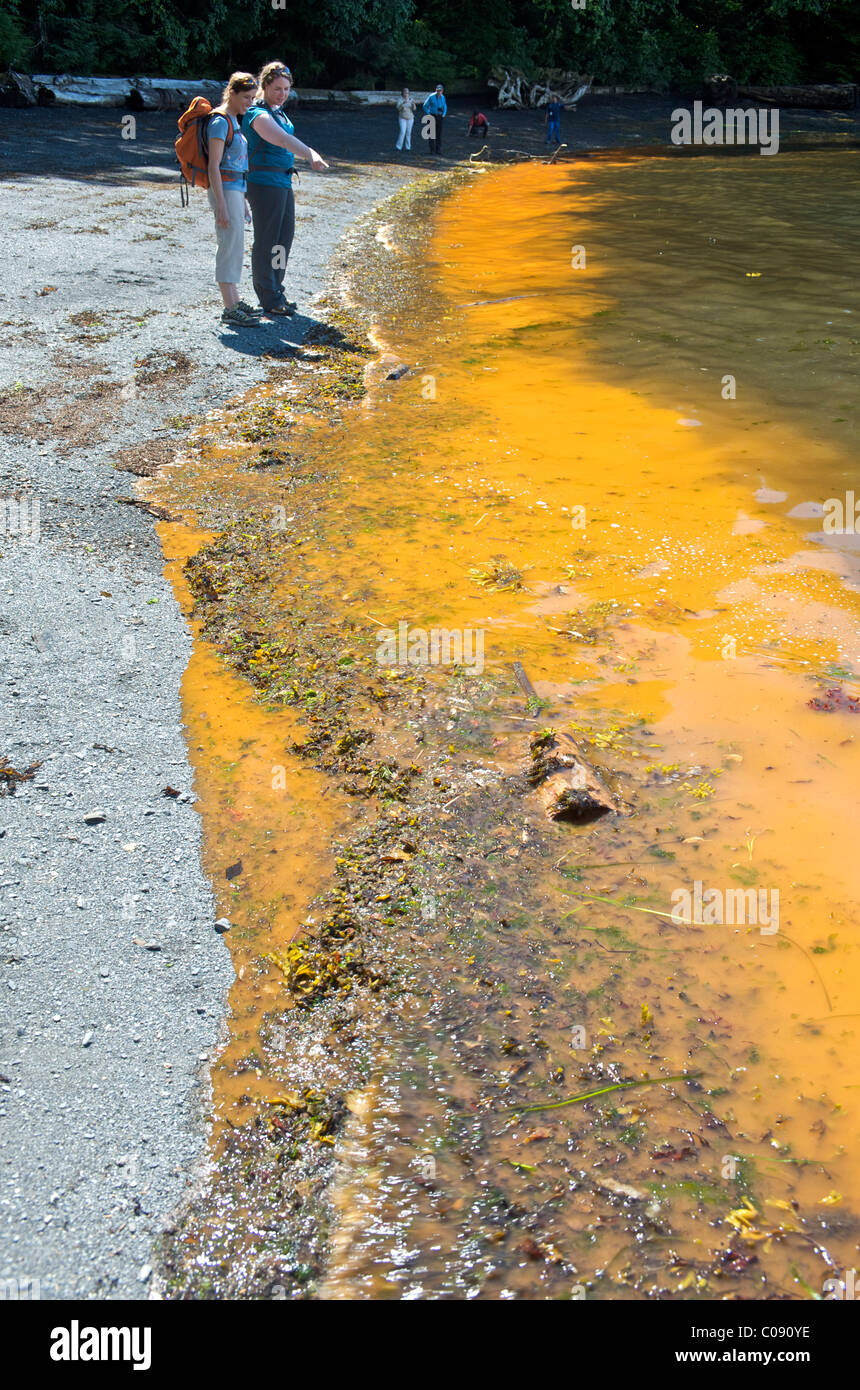 Due donne ispezionare la marea rossa, causati dalla rapida fioritura di alghe, nel Tongass si restringe vicino a Ketchikan, a sud-est di Alaska, estate Foto Stock