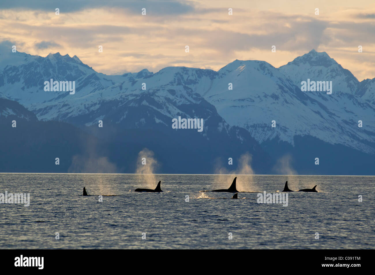 Un gruppo di Orca superficie in Lynn Canal con il Chilkat montagne sullo sfondo, all'interno del passaggio, a sud-est di Alaska. Composite Foto Stock