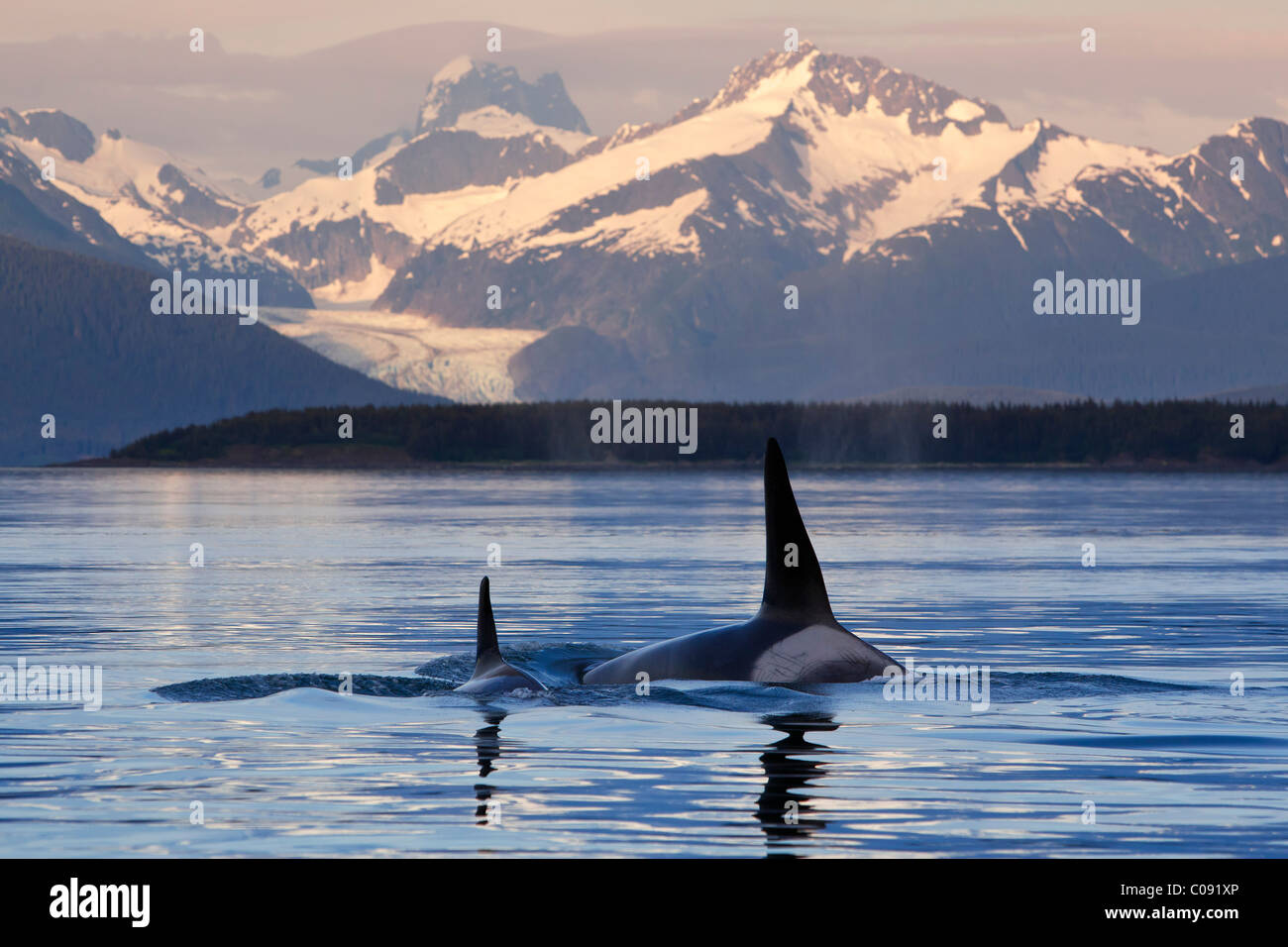 Due orche in superficie Lynn Canal come l'ultima luce del giorno si illumina Herbert Glacier, all'interno del passaggio, Alaska. Foto Stock