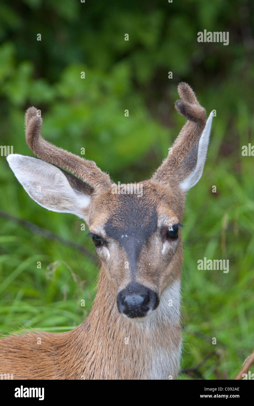 Ritratto di Sitka Black Tailed Deer (Odocoileus hemionus sitkensis) vicino a Sitka, a sud-est di Alaska, estate Foto Stock
