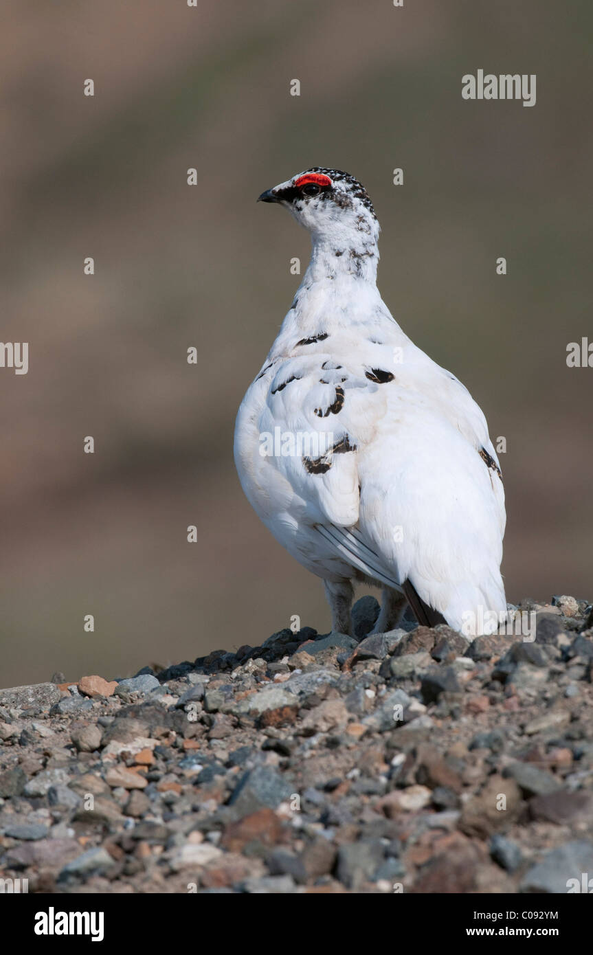 Maschio di Pernice bianca in allevamento piumaggio sorge su un crinale roccioso nei pressi di Eielson Centro Visitatori nel Parco Nazionale di Denali, Alaska Foto Stock