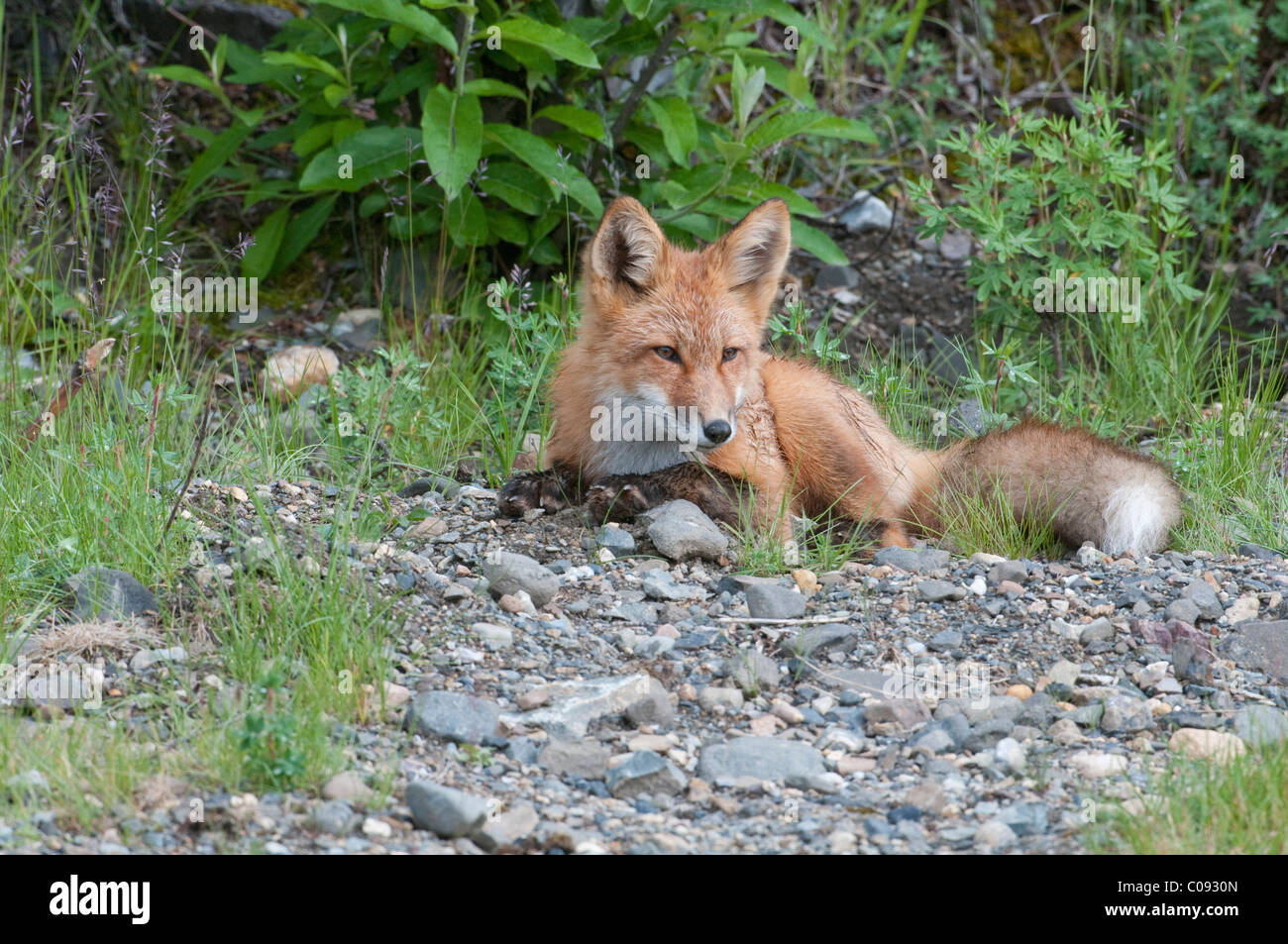 Red Fox appoggia kit tra arbusti nel Parco Nazionale e Riserva di Denali, Interior Alaska, estate Foto Stock