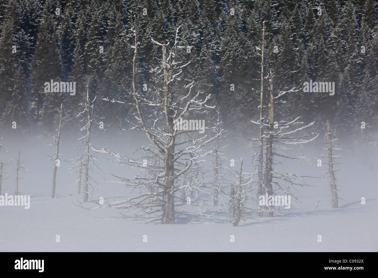 Vista di hoarfrosted saltwater-abbattuti gli alberi su una mattinata nebbiosa lungo la Seward Highway vicino a Portage, centromeridionale Alaska, inverno Foto Stock