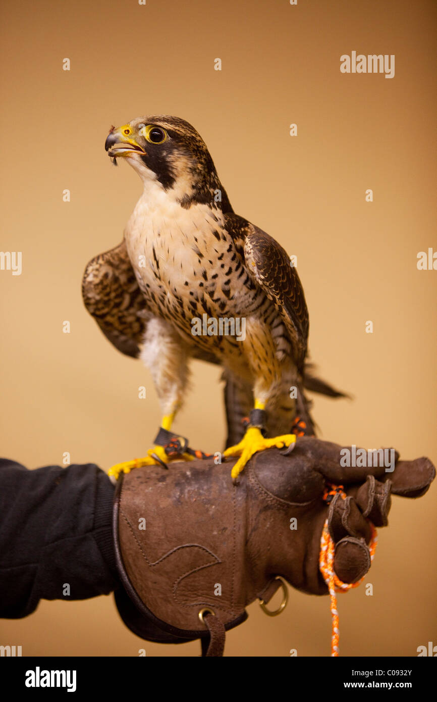 Piscina ritratto di un falco pellegrino arroccato sui gestori la sua mano guantata a Bird TLC in Anchorage, captive Foto Stock