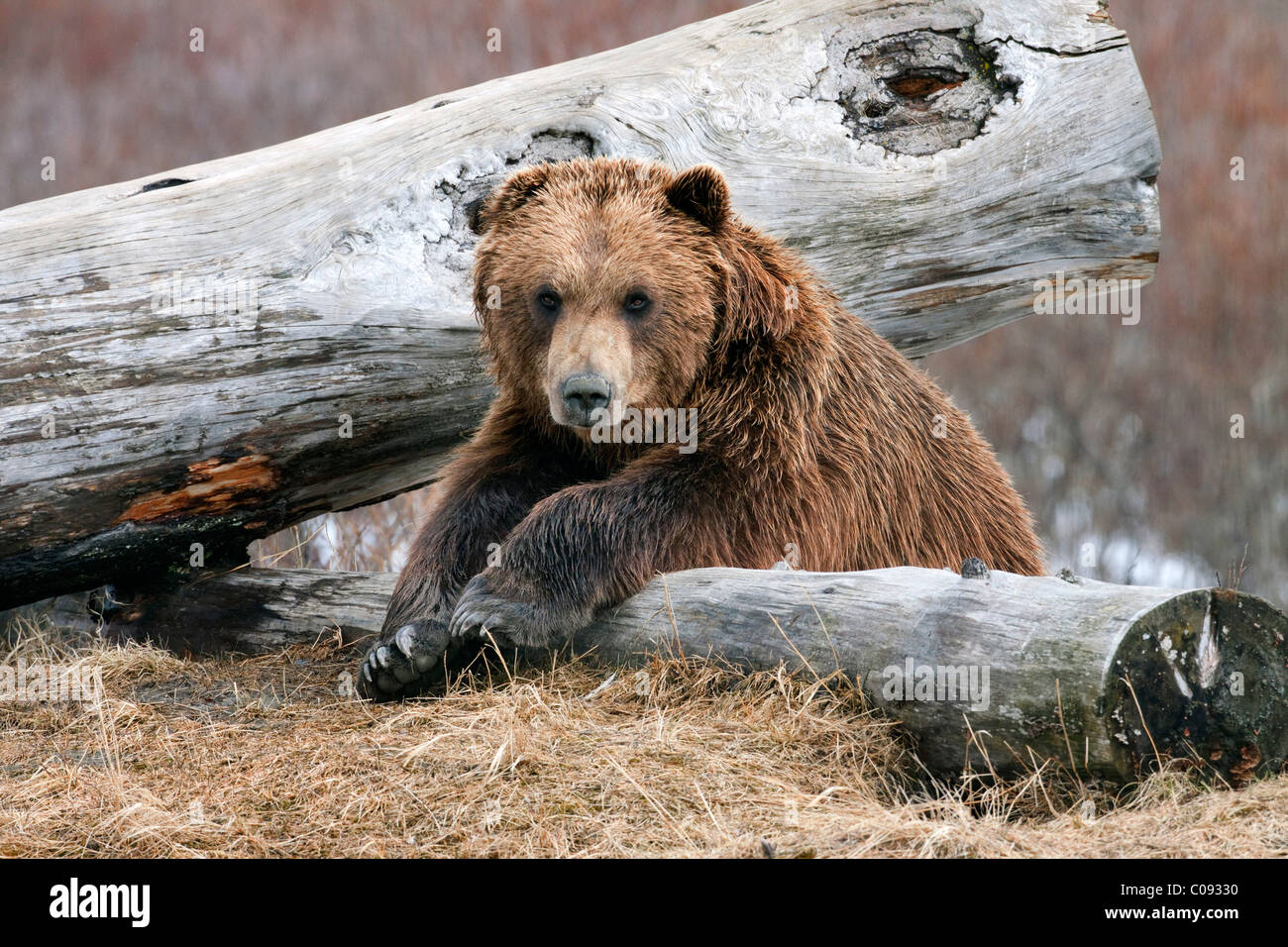 Un adulto orso bruno poggia su un log in Alaska Wildlife Conservation Centre nei pressi di Portage, centromeridionale Alaska, molla, captive Foto Stock