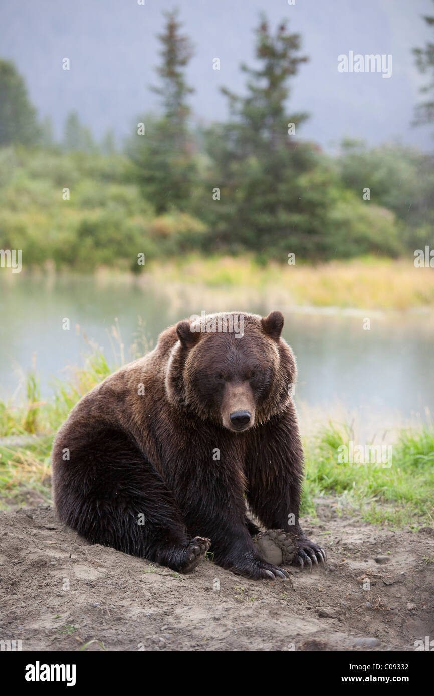 Un adulto orso grizzly si siede e si appoggia alla Alaska Wildlife Conservation Centre nei pressi di Portage, centromeridionale Alaska, captive Foto Stock