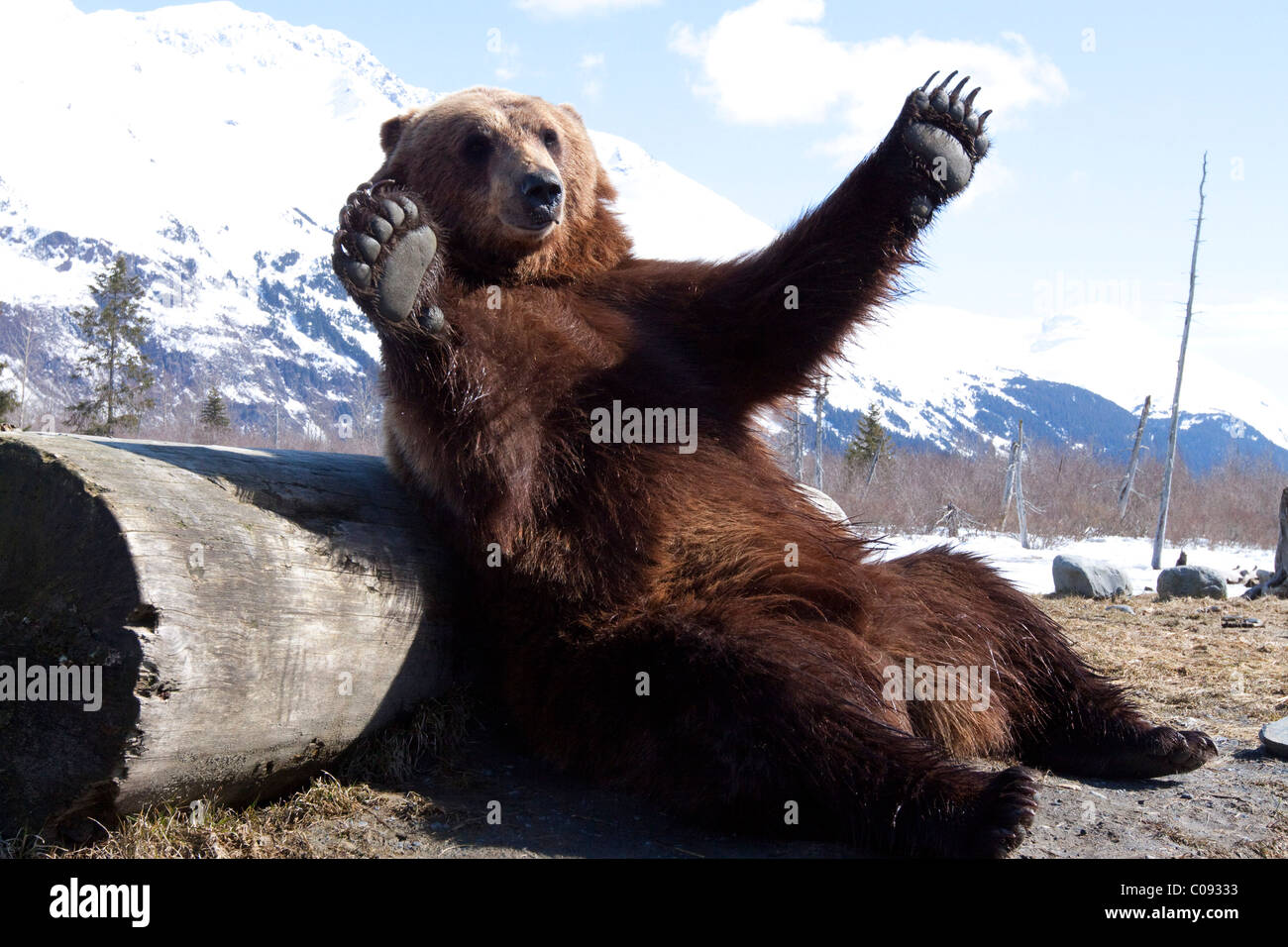 Un adulto orso bruno si appoggia scherzosamente contro un log in Alaska Wildlife Conservation Centre nei pressi di Portage, captive Foto Stock