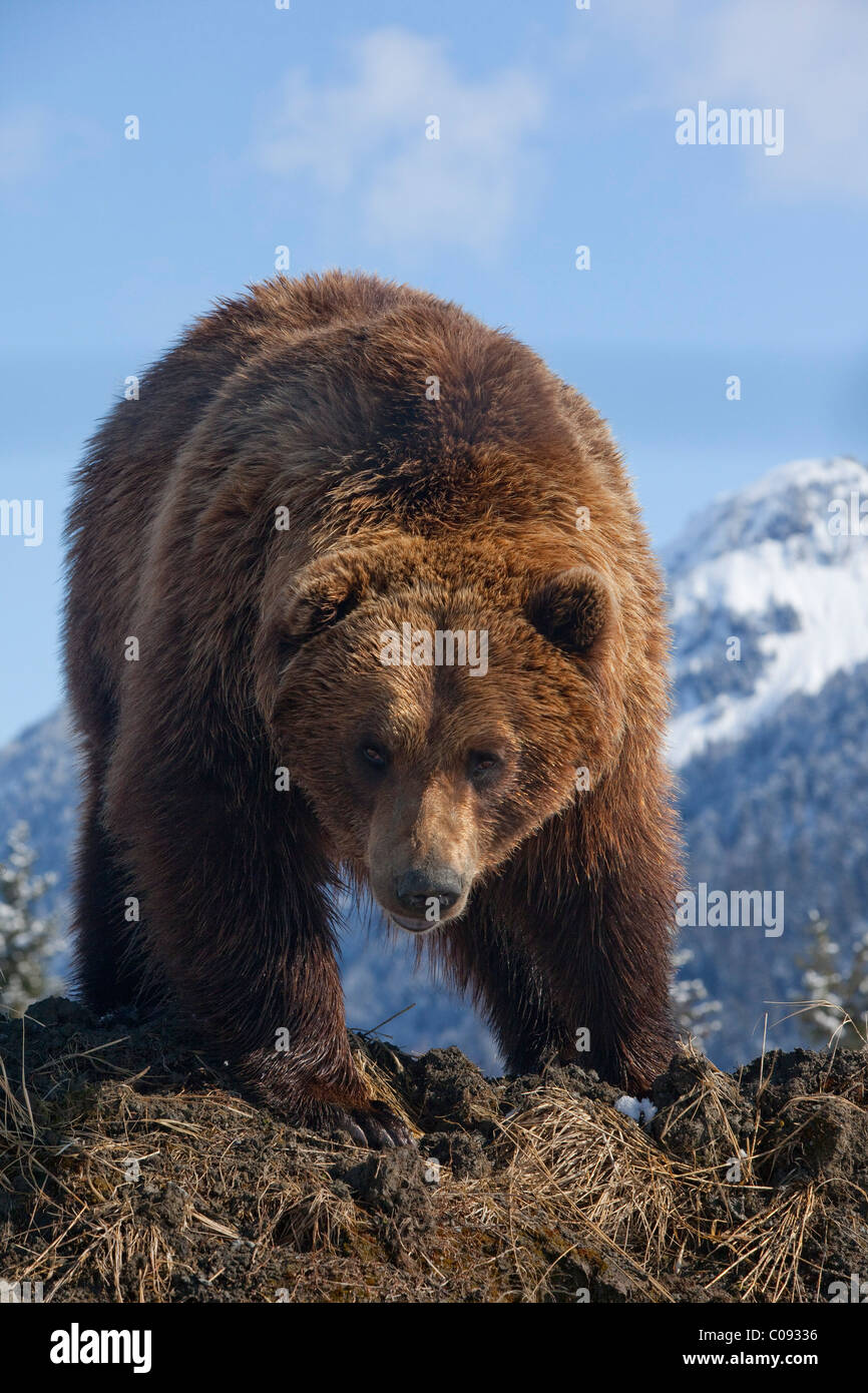 Un adulto minaccioso orso bruno l'Alaska Wildlife Conservation Centre nei pressi di Portage, centromeridionale Alaska, molla, captive Foto Stock