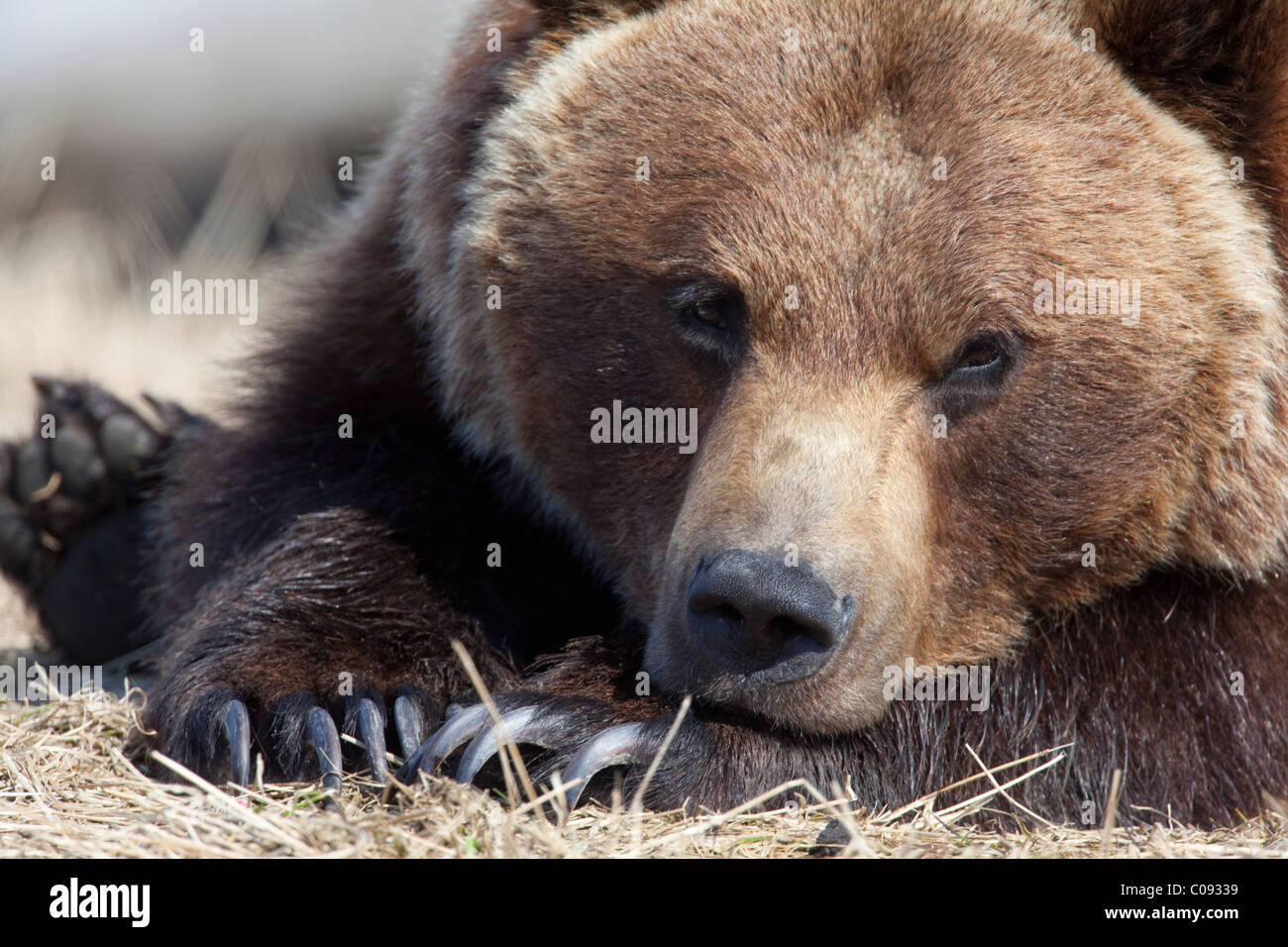 Close up ritratto di una sonnolenta adulto orso bruno in Alaska Wildlife Conservation Centre nei pressi di Portage, captive Foto Stock