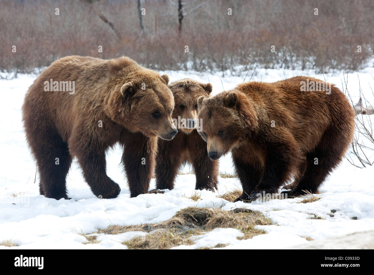 Due orsi bruni (lt) e un orso grizzly(RT) stand faccia a faccia all'Alaska Wildlife Conservation Centre nei pressi di Portage, captive Foto Stock
