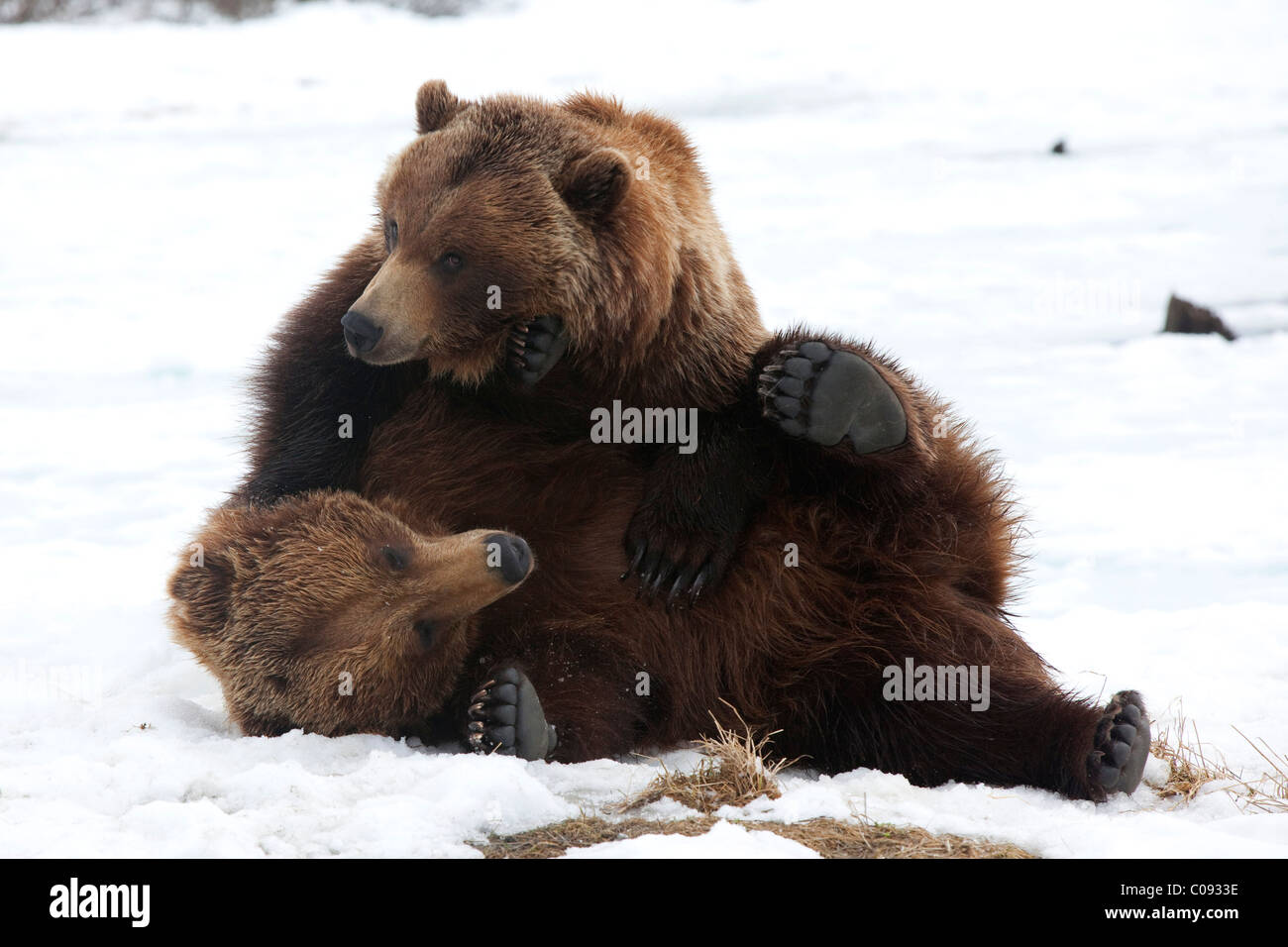 Una coppia di adulti orsi bruni combattiamo scherzosamente nella neve in Alaska Wildlife Conservation Centre nei pressi di Portage, captive Foto Stock