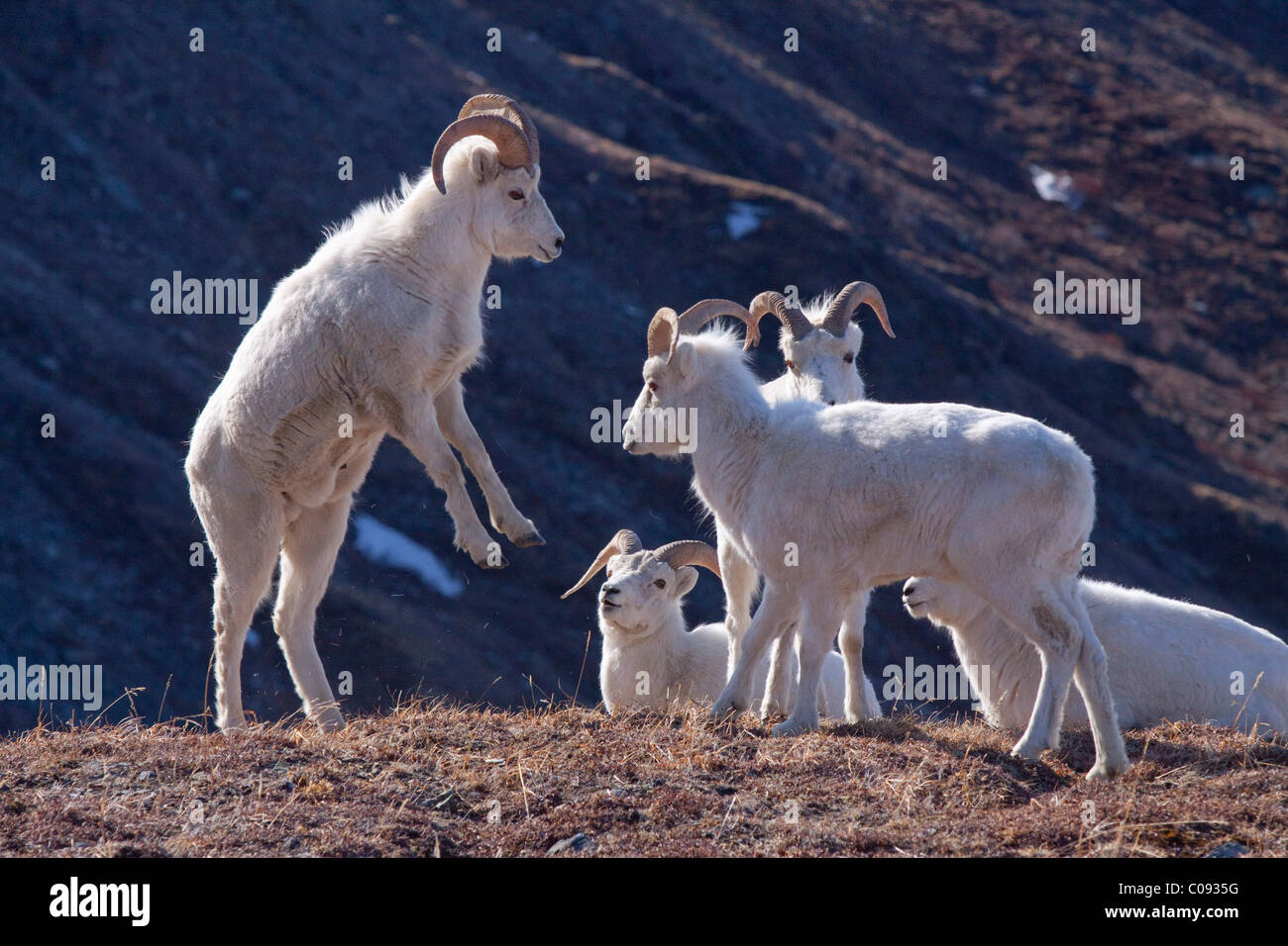 Una banda di dallâ rams play-lotta insieme su una collina nel Parco Nazionale e Riserva di Denali, Interior Alaska, molla Foto Stock
