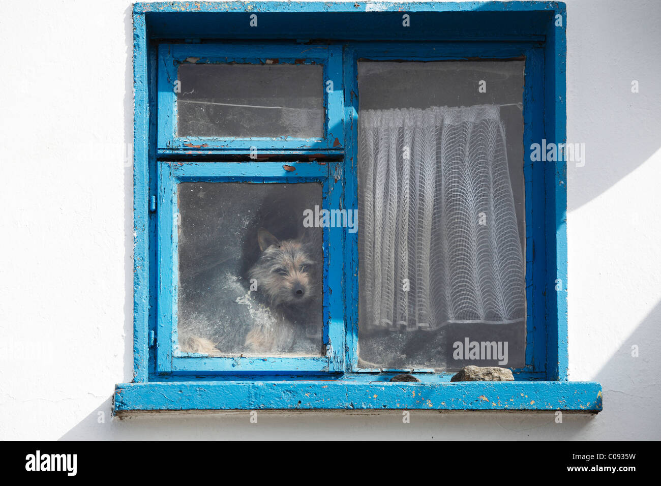Finestra con un cane, Fahan, penisola di Dingle, nella contea di Kerry, Irlanda Isole britanniche, Europa Foto Stock