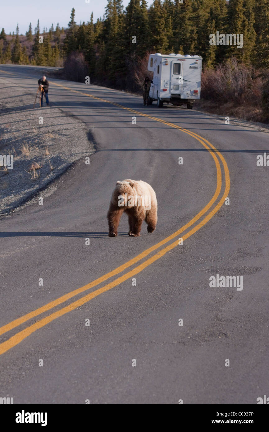 Un orso grizzly cammina per il giallo-linea del Park Road, Parco Nazionale e Riserva di Denali, Alaska Foto Stock