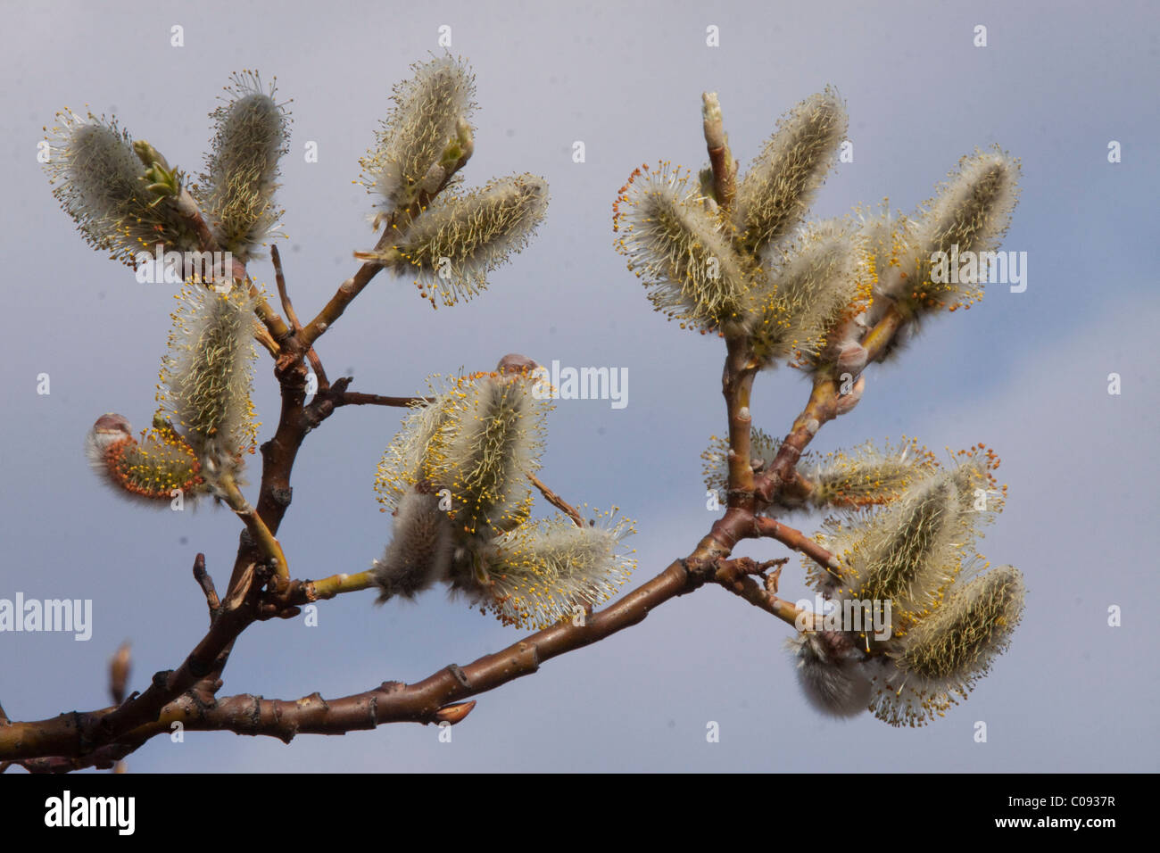 In prossimità di una figa willow coperta ramo interno, Alaska, molla Foto Stock