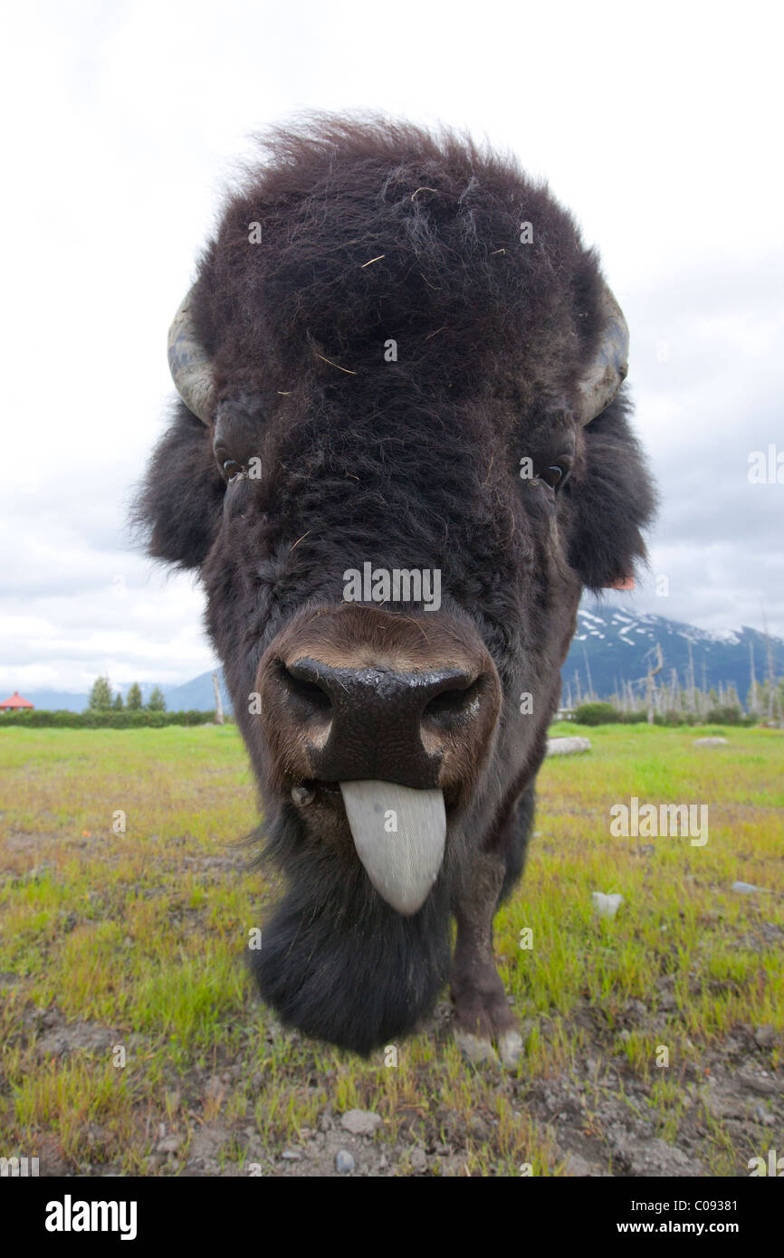 Close up del volto di un toro di bisonte in legno con la sua linguetta appendere fuori, Alaska Wildlife Conservation Centre, Alaska, captive Foto Stock