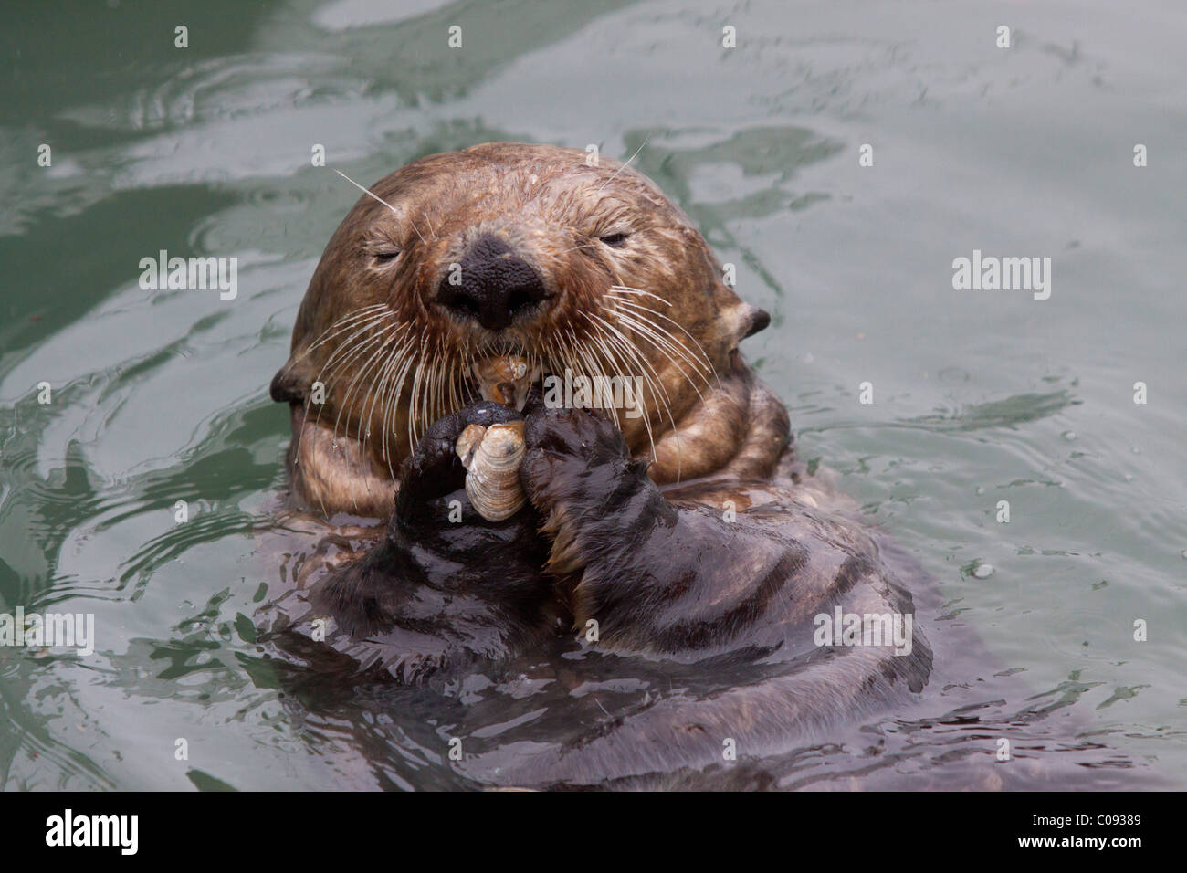 Un adulto di Sea Otter mangia un clam durante galleggiamento nelle calme acque del Valdez piccola barca Porto, centromeridionale Alaska, estate Foto Stock