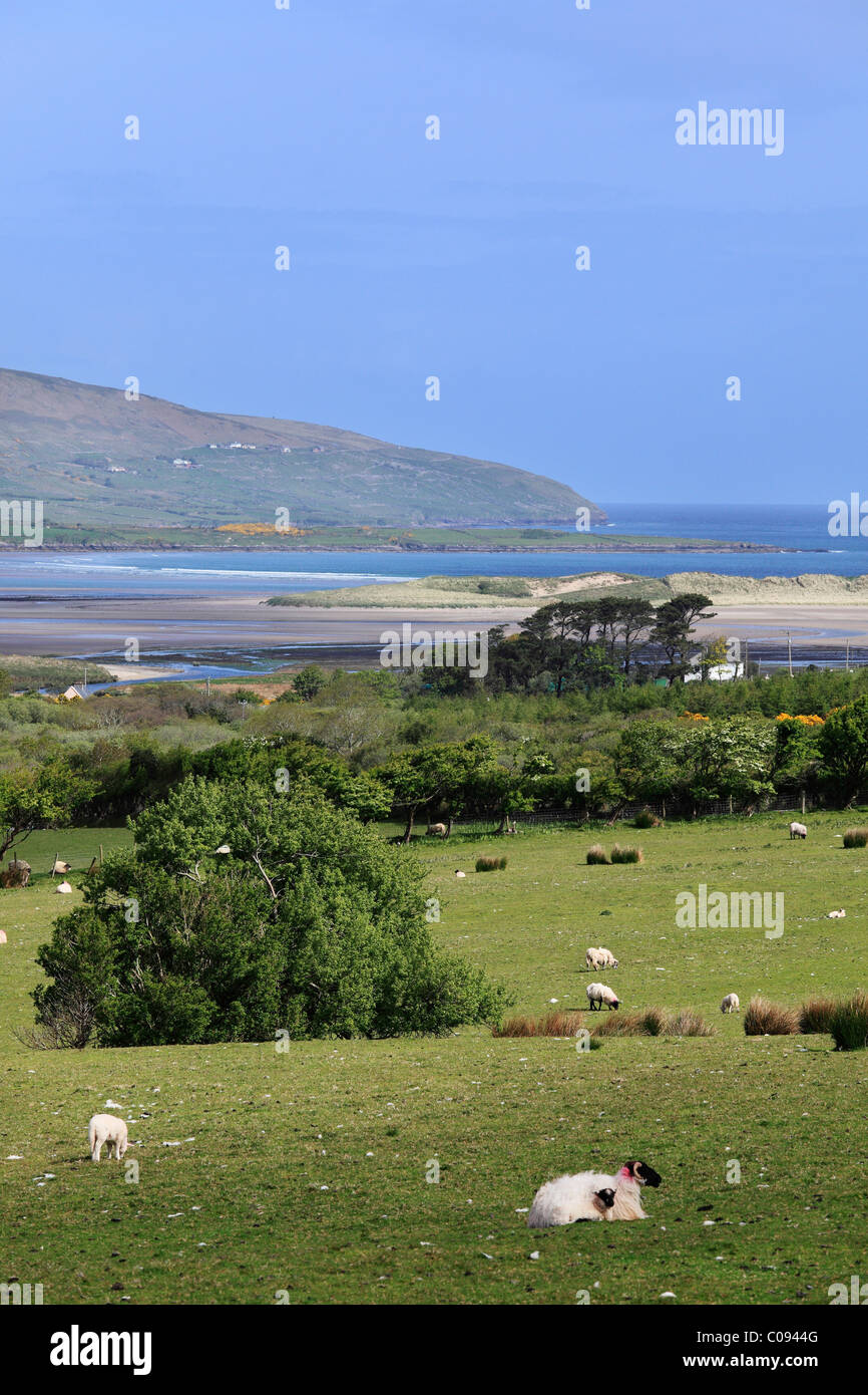 Pecore al pascolo su terreni adibiti a pascolo, Brandon Bay, penisola di Dingle, nella contea di Kerry, Irlanda Isole britanniche, Europa Foto Stock