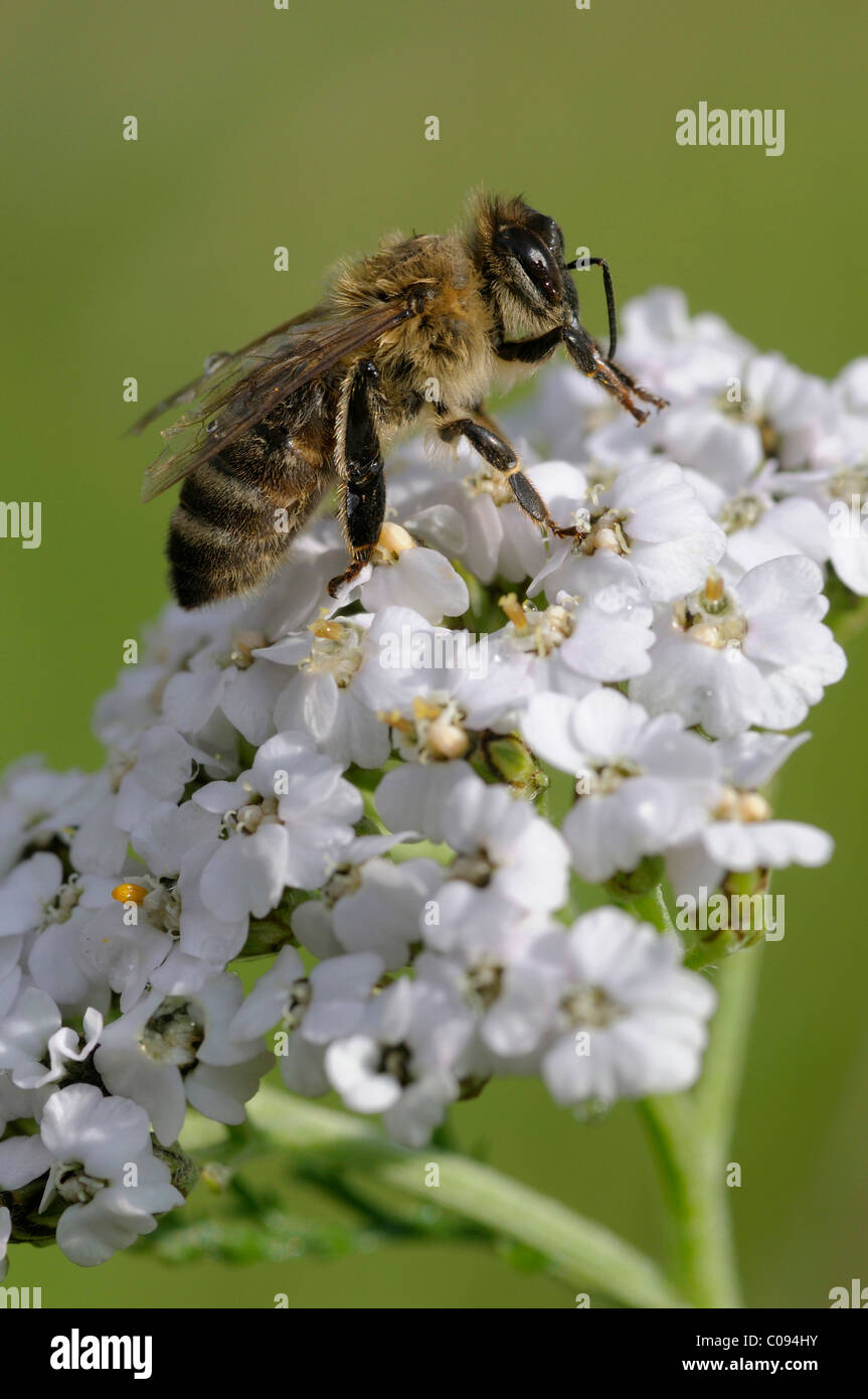 Il miele delle api (Apis mellifera) su yarrow Foto Stock