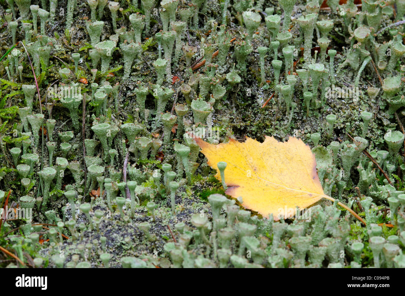 Foglie di betulla e tazza di licheni (Cladonia pyxidata) Foto Stock