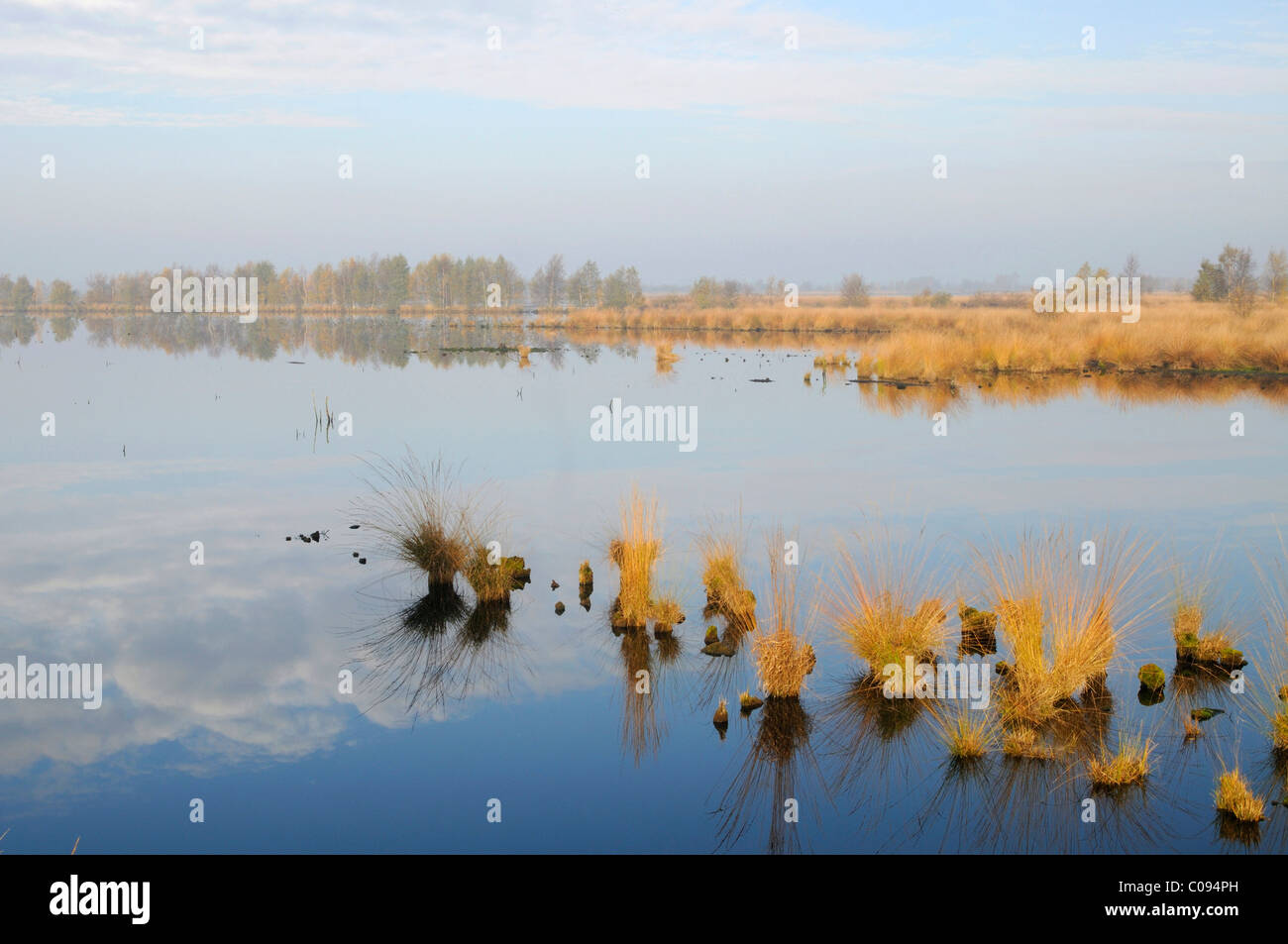 La ribagnatura in Olandese Bargerveen sollevata riserva di Moro, Paesi Bassi, Europa Foto Stock