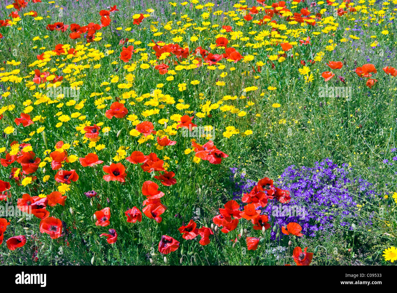 Sbocciano i fiori in un campo, in provincia di Siena, Toscana, Italia Foto Stock