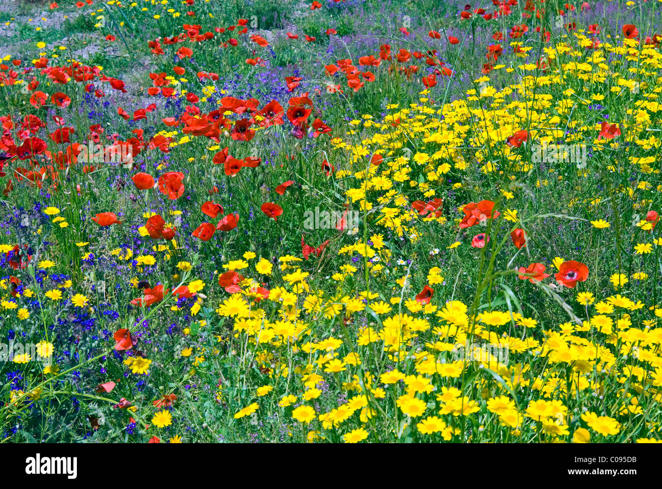 Sbocciano i fiori in un campo, in provincia di Siena, Toscana, Italia Foto Stock