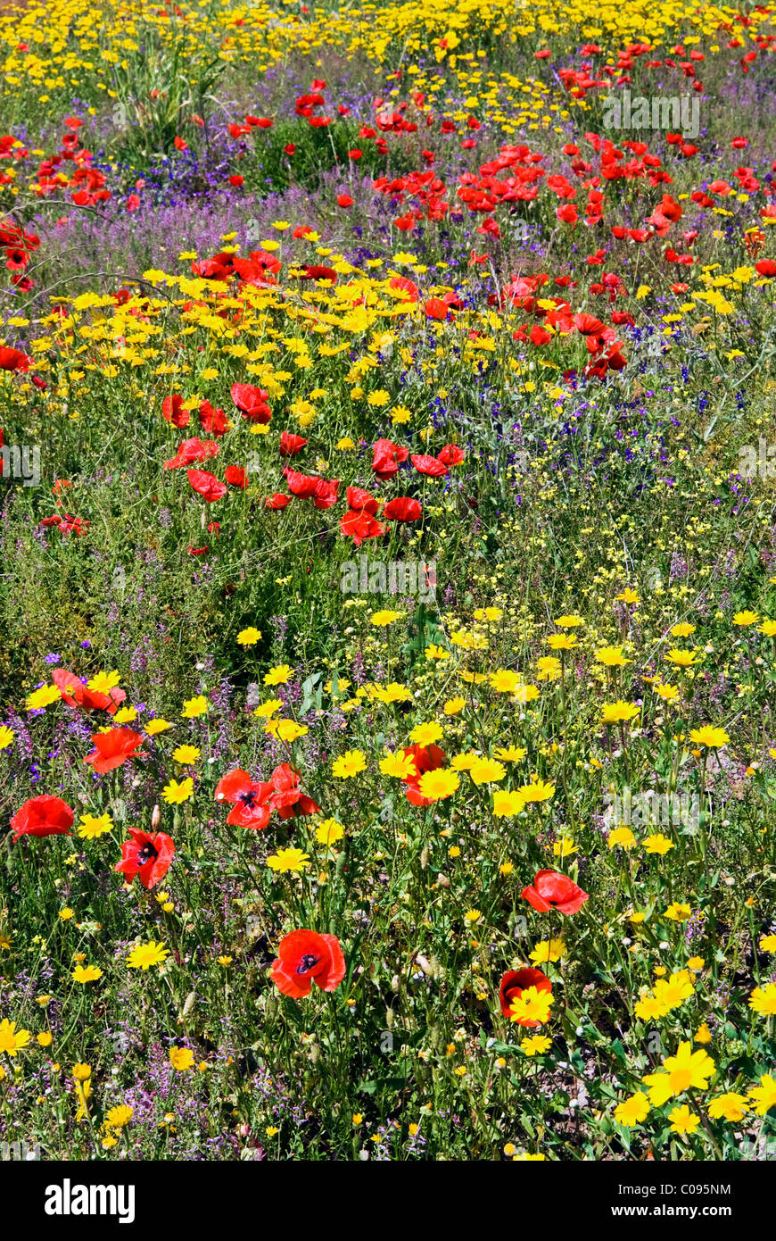 Sbocciano i fiori in un campo, in provincia di Siena, Toscana, Italia Foto Stock