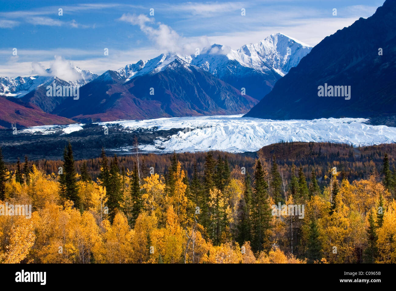 Vista del ghiacciaio Matanuska con golden autunnale di Aspen alberi in primo piano, Matanuska-Susitna Valley, centromeridionale Alaska Foto Stock