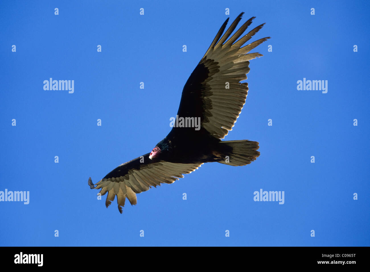 La Turchia Vulture (Cathartes aura), Baja California, Messico, America del Nord Foto Stock