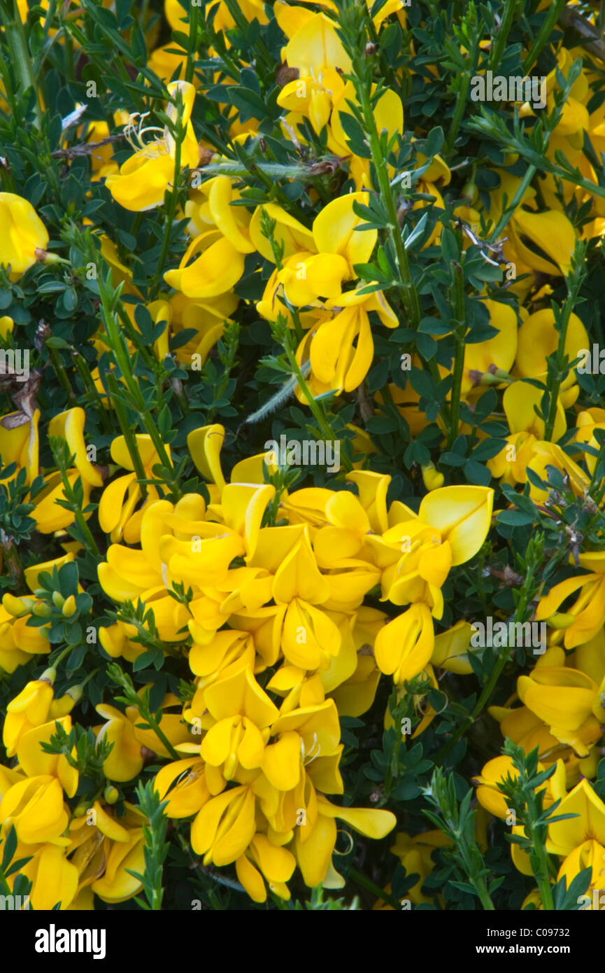 Scopa spagnola (Spartium junceum), la fioritura delle piante coltivate di massa hotel Parco Nazionale Torres del Paine cile america del sud Foto Stock