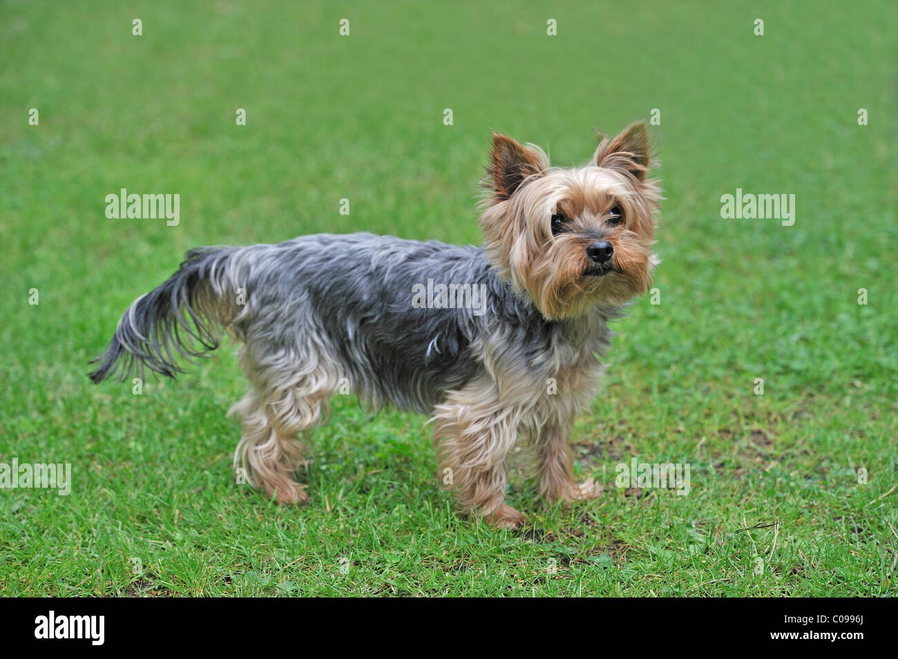 Yorkshire terrier in un prato Foto Stock